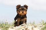 YORKSHIRE TERRIER 070